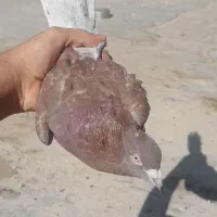 ی جوجه کبوتر ازم گمشده