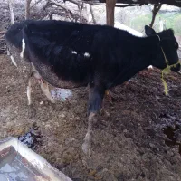 گاوباگوساله 250ملیون