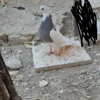 کبوتر|پرنده|زهک, |دیوار