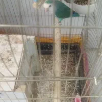 طوطی کوتوله مولد