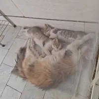 4 تا گربه سه تا بچه بامادرشون