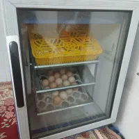 دستگاه جوجه کشی بلدرچین دماوند