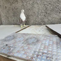 کربلایی سرسفید مخملی کلاهی|پرنده|کرمان, |دیوار