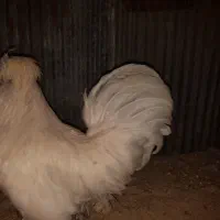 مرغ و خروس نژاد سلطان