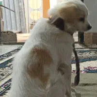 این سگ گم شده