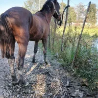 اسب کاسپین ۸ساله|اسب و تجهیزات اسب‌سواری|رشت, یخسازی|دیوار