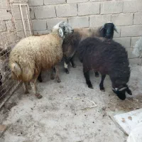 بره نر چاق در وزن های مختلف (میش.بز.شیشک)|حیوانات مزرعه|پیشوا, |دیوار