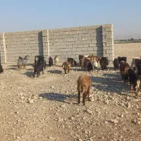 بزغاله چپش چاق و داشتی