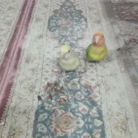 طوطی برزیلی