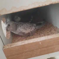 یک جفت عروس هلندی ایزابلا و المینو فوری