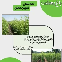 نهالستان گلچین مغان