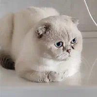 گربه چشم آبی اقیانوسی|گربه|شیراز, حومه شیراز|دیوار