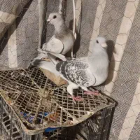 شامی4500دمسفید2300|پرنده|اسفراین, |دیوار