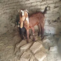 گوسفند|حیوانات مزرعه|سراوان, |دیوار