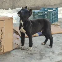 پیتبول|سگ|شاهرود, |دیوار