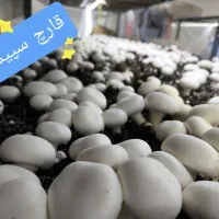 قارچ دکمه ای|خوردنی و آشامیدنی|اصفهان, سنبلستان|دیوار