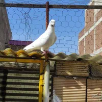 ۸عدد کفتر هوایی خوش خال