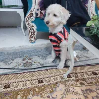 واگذاری سگ خونگی|سگ|پاکدشت, پاکدشت (مامازند)|دیوار