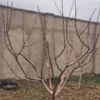 هرسکاری سیب وانواع درختان میوه