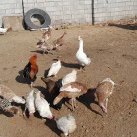 بوقلمون مادربا۸تاجوجه