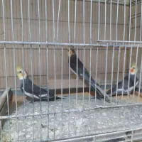 عروس هلندی|پرنده|تبریز, |دیوار