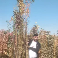 نهال . نهالستان. مهندس نعمتی