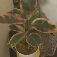 گل اپارتمانی