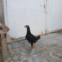 مرغ لاری