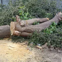 خرید چوب وبرش شاخه زنی|خدمات باغبانی و درختکاری|ارومیه, |دیوار