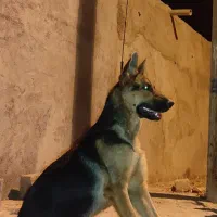 سگ ژرمن|سگ|اهواز, غیزانیه|دیوار