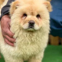 توله چاوچاو