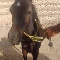 کره نریون