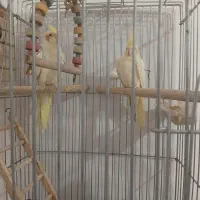 تخم عروس هلندی نطفه دار
