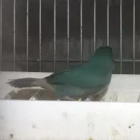 فنچ طوطی وار سر نارنجی و فنچ گلدین|پرنده|تهران, امین حضور|دیوار