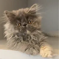 گربه پرشین سوپرفلت بایکالر دختر ۲/۵ ماهه