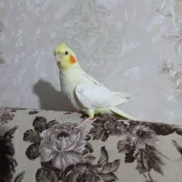 عروس هلندی|پرنده|کرج, حصارک بالا|دیوار