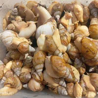حلزون اچاتینا البینو