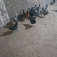 مرغ خروس