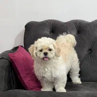 فروش توله سگ|سگ|آستانه اشرفیه, |دیوار