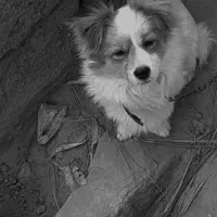 واگذاری سگ پاکوتاه