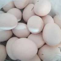 تخم مرغ محلی