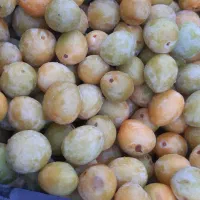 آلو بخارا|خوردنی و آشامیدنی|شیراز, کاراندیش|دیوار