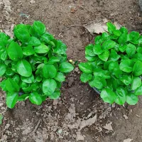 پیش فروش و فروش سبزه بهار نارنج عید 1404