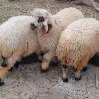 سه عدد بره نر چاق پلواری