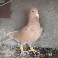 ماده زرد کرمانی فروشی