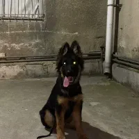 توله ژرمن شولاین بلک فیس موبلند