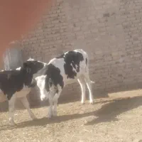 گوساله|حیوانات مزرعه|تربت جام, شاهد|دیوار