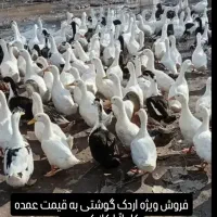 اردک