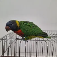 طوطی لوریکیت