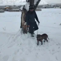 سگ آلمانی پوینتر|سگ|دماوند, دماوند|دیوار